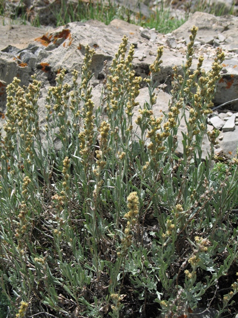 Artemisia arbuscula